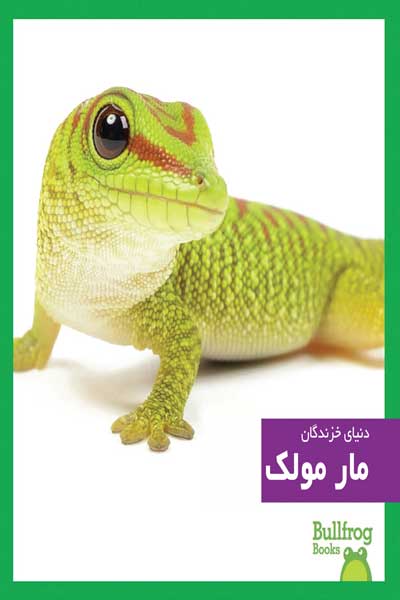 دنیای خزندگان : مارمولک