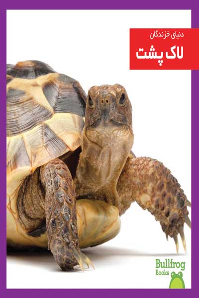 دنیای خزندگان : لاک پشت